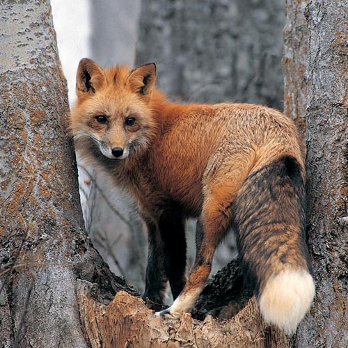 Animal Planet answer: FOX