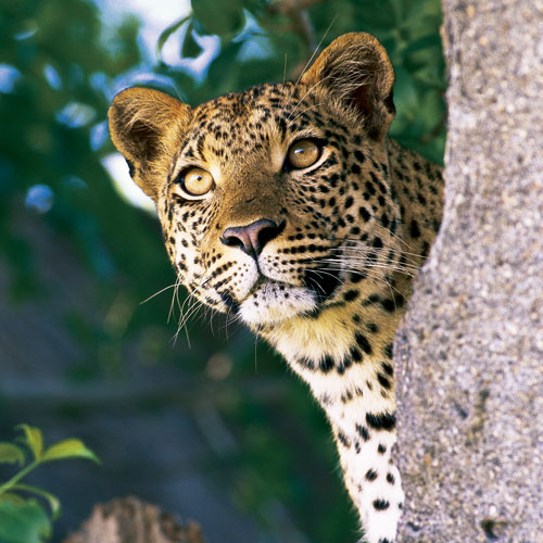 Animal Planet answer: LEOPARD