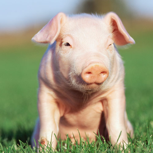 Animal Planet answer: PIG