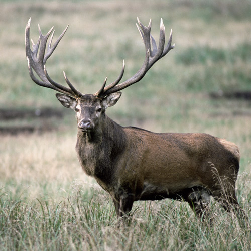 Animal Planet answer: RED DEER