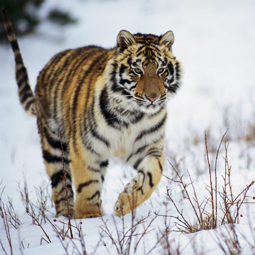 Animal Planet answer: TIGER