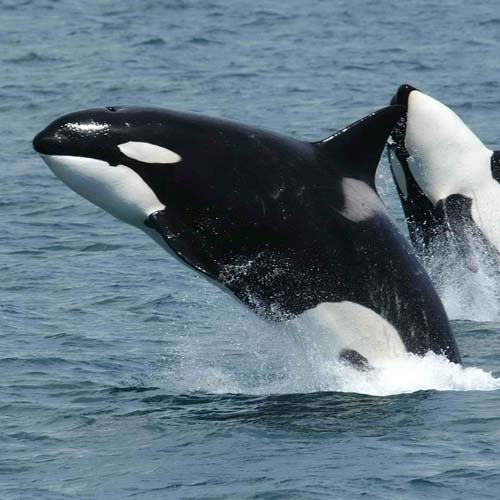 Animals answer: KILLER WHALE