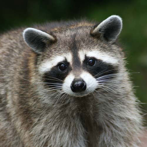 100 Pics Animals Level 53 100 Pics Animals Level 16 Answer 100 Pics 100 Pics Animals Level 53 100 Pics Animals Level 16 Answer 100 Pics