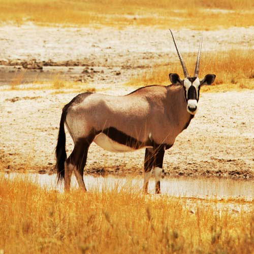 Animals answer: GEMSBOK