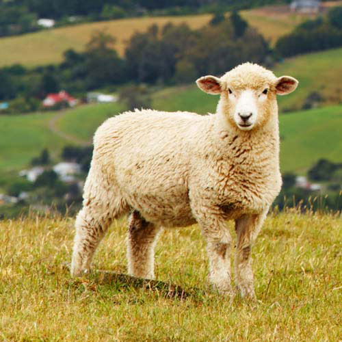 Animals answer: SHEEP