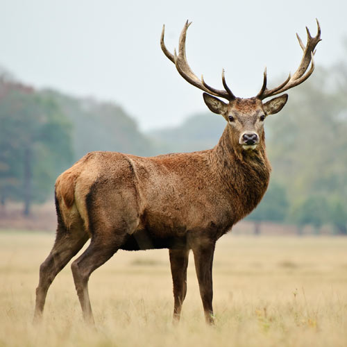 Animals answer: RED DEER