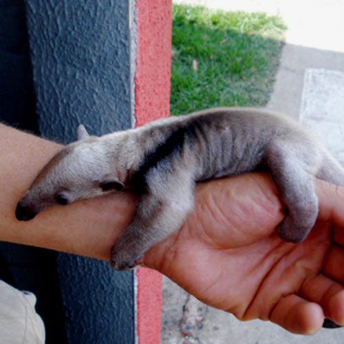 Baby Animals answer: ANTEATER
