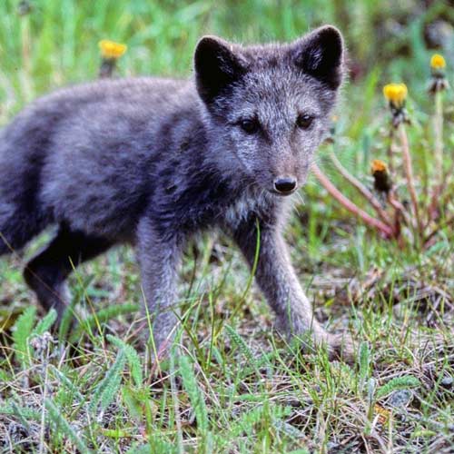 Baby Animals answer: ARCTIC FOX