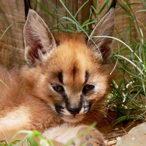 Baby Animals answer: CARACAL