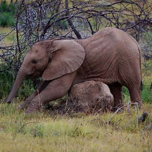 Baby Animals answer: ELEPHANT
