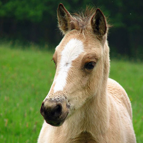 Baby Animals answer: HORSE