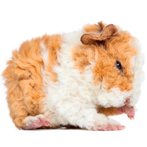 Baby Animals answer: GUINEA PIG