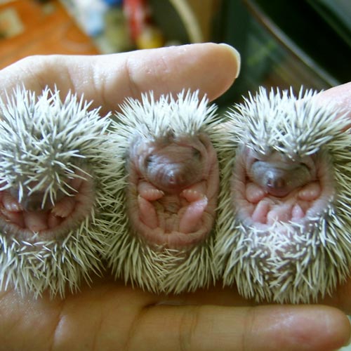 Baby Animals answer: HEDGEHOGS
