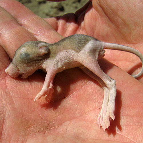 Baby Animals answer: KANGAROO RAT