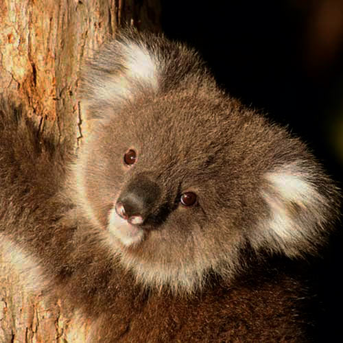 Baby Animals answer: KOALA