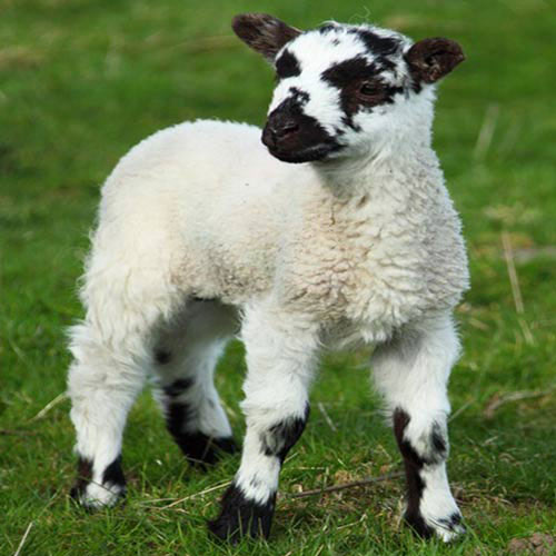 Baby Animals answer: SHEEP
