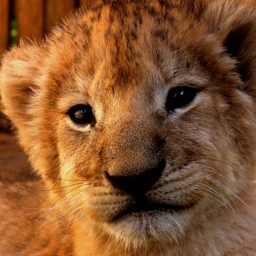 Baby Animals answer: LION