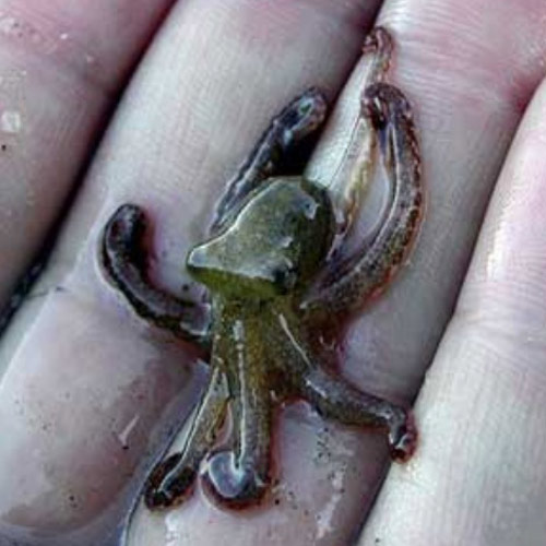 Baby Animals answer: OCTOPUS