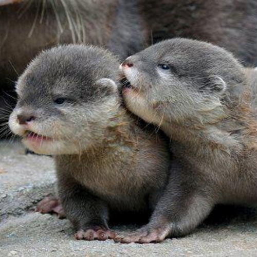 Baby Animals answer: OTTERS