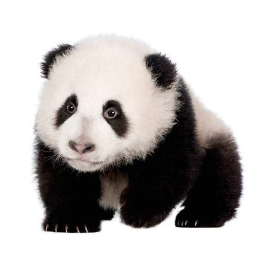 Baby Animals answer: PANDA