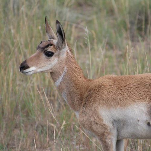 Baby Animals answer: PRONGHORN