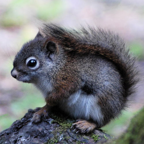 Baby Animals answer: RED SQUIRREL