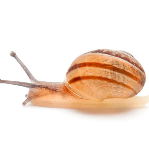 Baby Animals answer: SNAIL