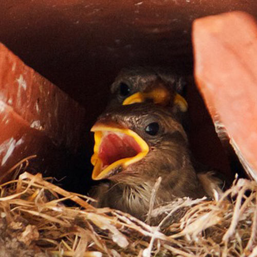 Baby Animals answer: SPARROW