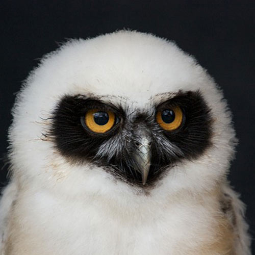 Baby Animals answer: SPECTACLED OWL