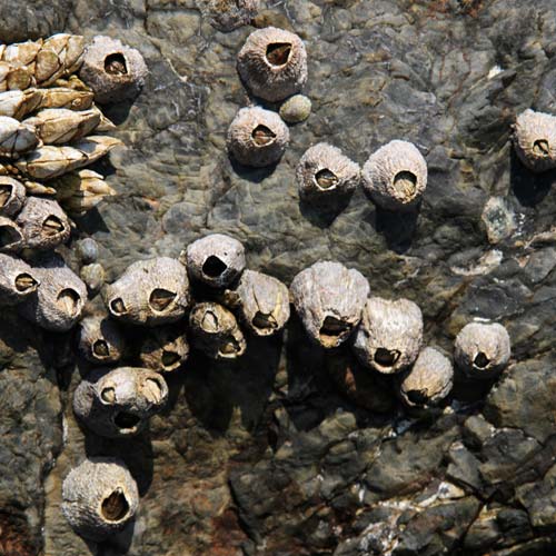 B is for... answer: BARNACLES