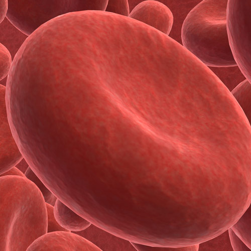 Body Parts answer: RED BLOOD CELL
