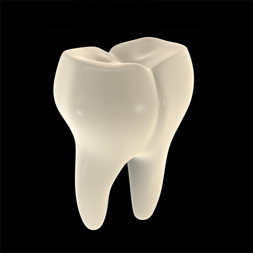 Body Parts answer: TOOTH