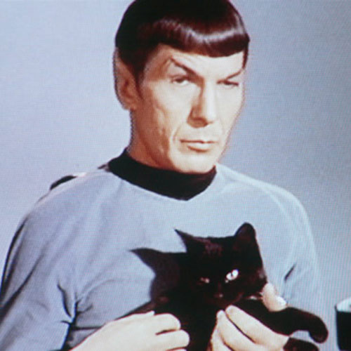 Cat Lovers answer: MR SPOCK