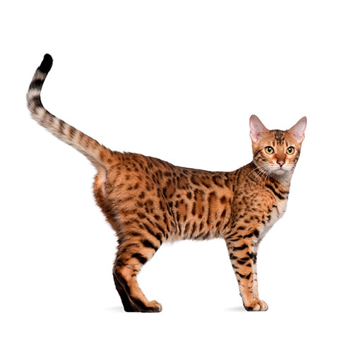Cats answer: BENGAL