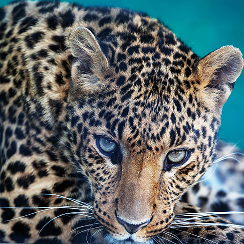Cats answer: LEOPARD