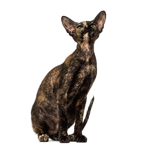 Cats answer: PETERBALD