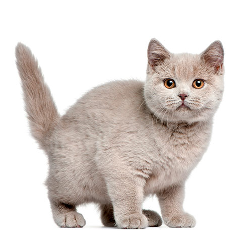 Cats answer: SHORTHAIR