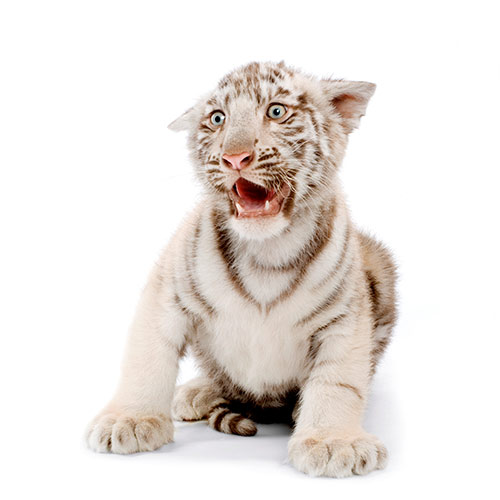 Cats answer: WHITE TIGER