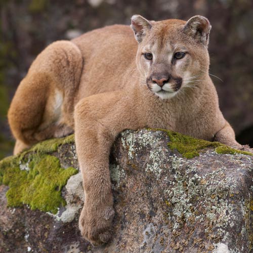 C is for... answer: COUGAR