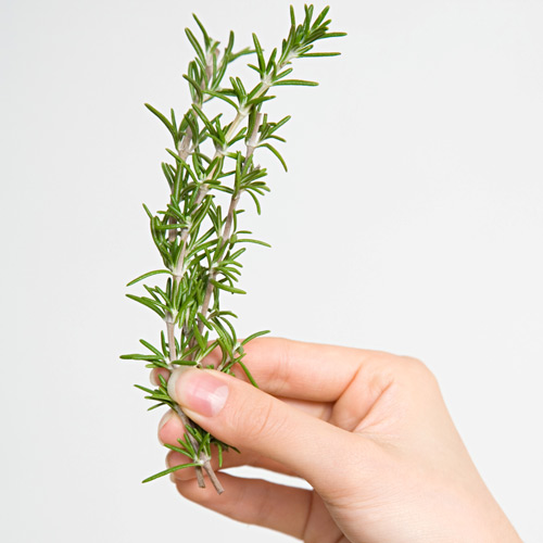 Cooking answer: ROSEMARY
