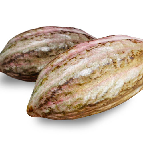 Cooking answer: COCOA FRUIT