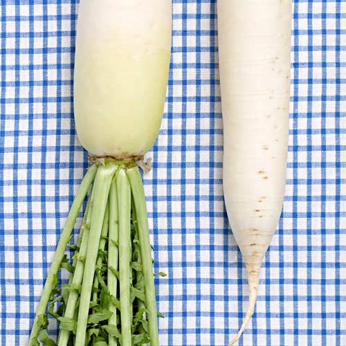 D is for... answer: DAIKON