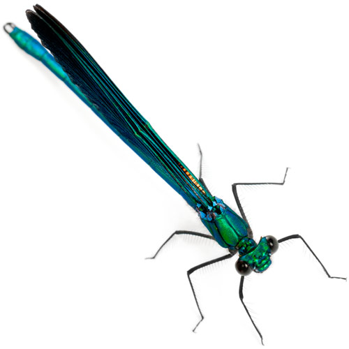 D is for... answer: DAMSELFLY