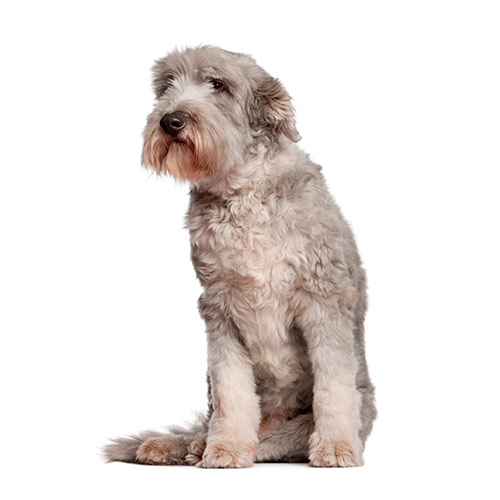 Dog Breeds answer: BEARDED COLLIE