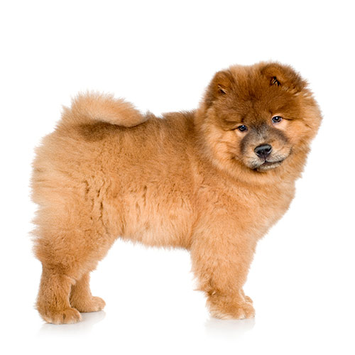 Dog Breeds answer: CHOW CHOW