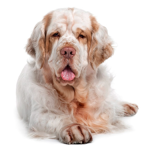 Dog Breeds answer: CLUMBER SPANIEL