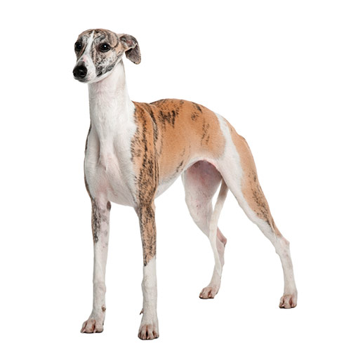 Dog Breeds answer: WHIPPET