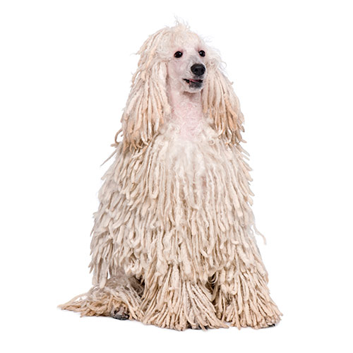 Dog Breeds answer: WHITE CORDED