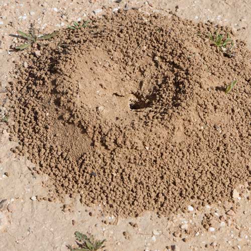 Dwellings answer: ANT HILL