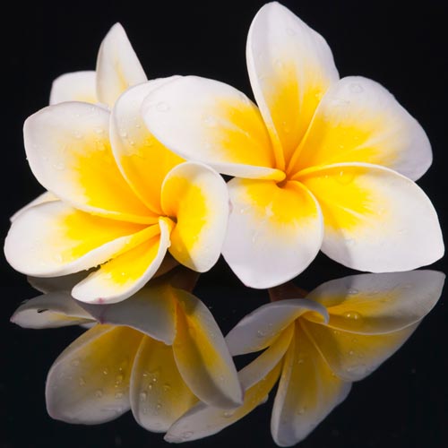 F is for... answer: FRANGIPANI
